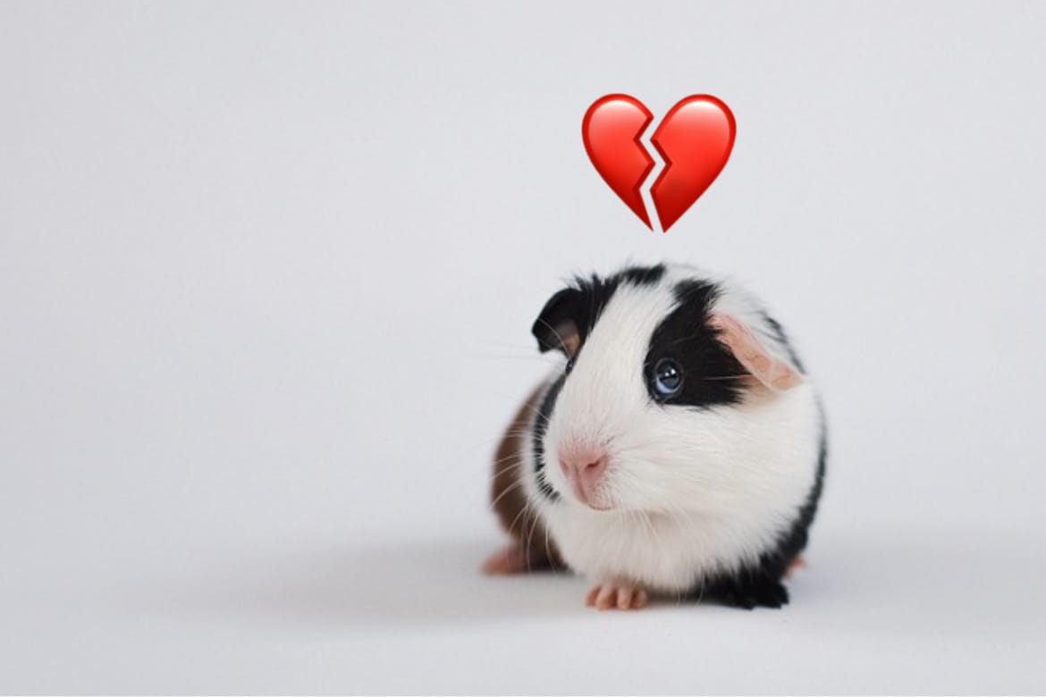 Black, white, and tan guinea pig with a broken heart above its head