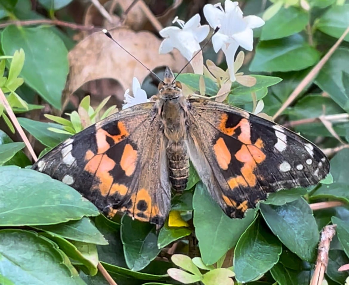 Photo of painted lady butterfly on a honeysuckle bush