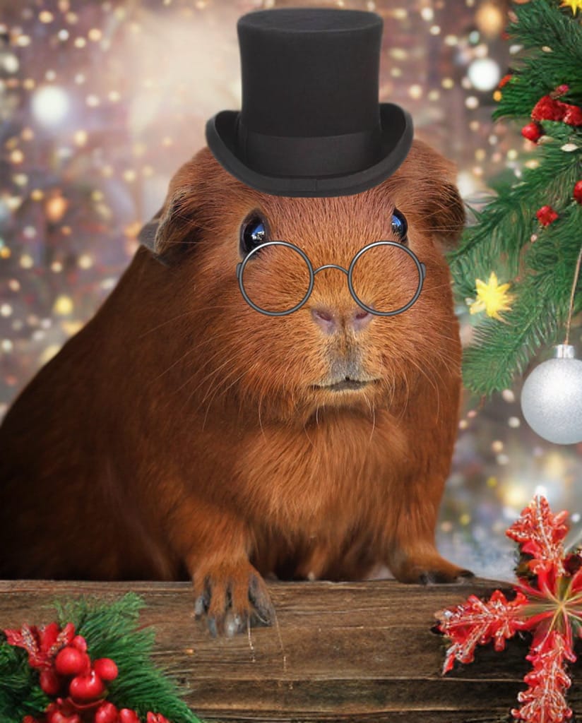 Brown guinea pig with top hat and pince nez glasses perches on a window sill surrouned by holly berries and Christmas decor