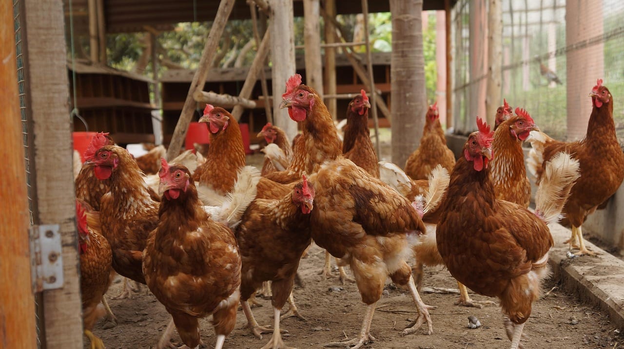 Group of brown hens walking around in an enclosure