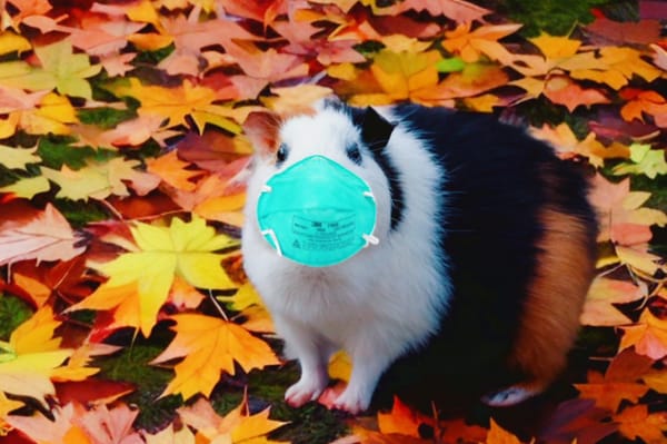 A guinea pig wearing a teal N95 is standing among Autumn leaves